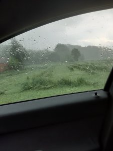 pszenica ozima po godzinnej ulewie 