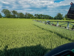 Pszenica ozima Rivero 08.06.2019