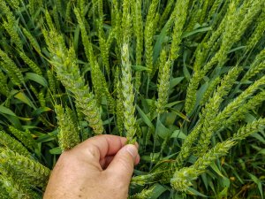 Pszenica ozima Rivero 16.06.2019