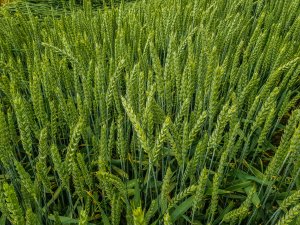 Pszenica ozima Rivero 16.06.2019