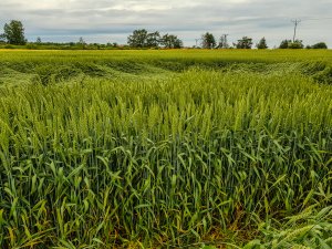 Pszenica ozima Rivero 16.06.2019