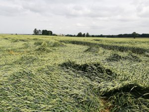 Pszenica ozima Rotax