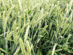 Pszenica ozima Rotax