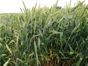 Pszenica ozima Rotax