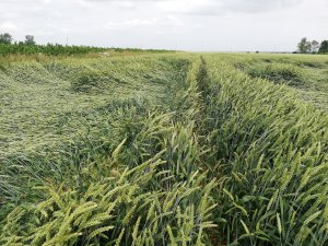 Pszenica ozima Rotax