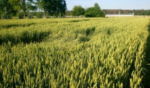 Pszenica ozima Skagen 