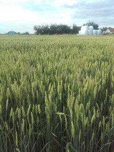 Pszenica ozima TONACJA