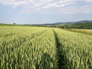 Pszenica ozima Tytanika