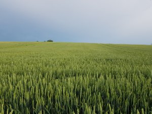 Pszenica rivero 20.06.2019