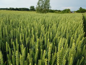 Pszenica rivero 20.06.2019