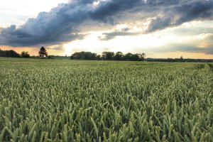 Pszenica rotax 21.06.2019