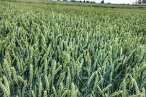 Pszenica rotax 21.06.2019