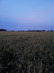 Pszenżyto borowik i