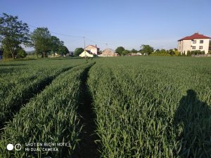 Pszenżyto jare Sopot