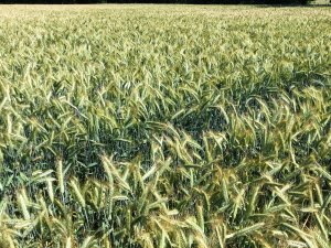 Pszenżyto Kasyno 14.06.2019