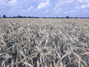 Pszenżyto ozime Gringo 