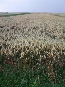 pszenżyto ozime remiko 