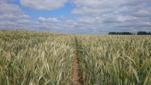 Pszenżyto ozime sekret 