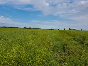 Rzepak Prince F1 - 16.06.2019