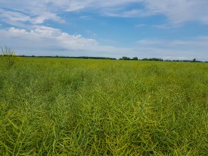 Rzepak Prince F1 - 16.06.2019