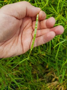 Rzepak Prince F1 - 16.06.2019