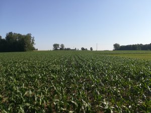 Saaten Union Sumaris 