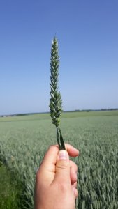 Taka sytuacja, pszenica ozima patras