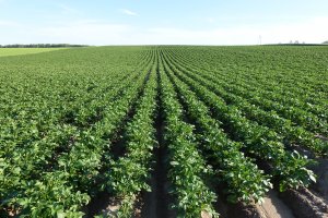 ziemniaki gala 09.06