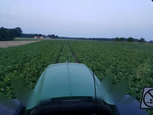 ziemniaki lord 15.06.2019