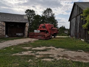 Bizon przed wjazdem w rzepak 