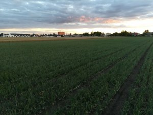 Cebula z wiosennego siewu.