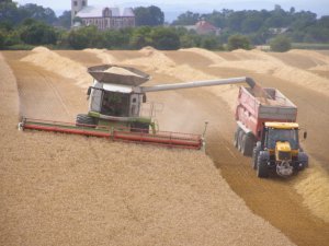 Claas Lexion 770 & Fastrac JCB