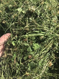 Country 2026 Białko