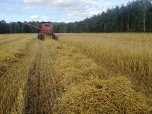 Fahr m1000 w jęczmieniu ozimym