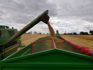 Jęczmień ozimy su hylona f1 - pierwszy wysyp w tym roku