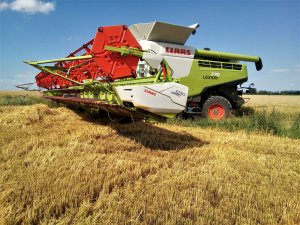 Jęczmień ozimy 2019