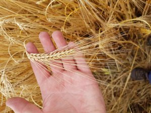 jęczmień su hylona f1 06.07.2019