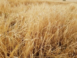 jęczmień su hylona f1 06.07.2019