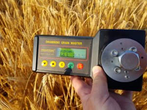 jęczmień su hylona f1 15.07.2019