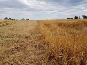 jęczmień su hylona f1 i pszenica artist 06.07.2019