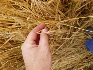 jęczmień su hylona f1 po gradobiciu 