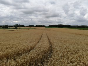 Julius 11.07.2019