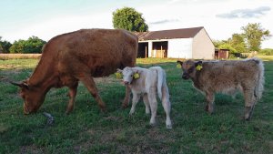 Krowa z cielakiem
