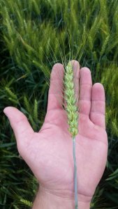 kws fenomen 24 czerwca 