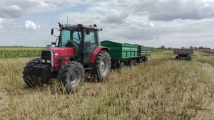 Massey Ferguson 6140 Żniwa 2019