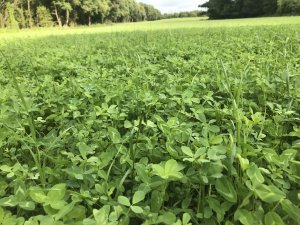 Mieszanka motylkowych 2019