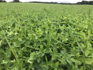 Mieszanka motylkowych 2019