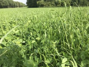 Mieszanka motylkowych 2019