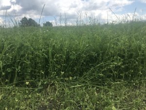 Mieszanka motylkowych