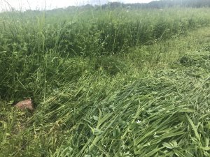 Mieszanka motylkowych